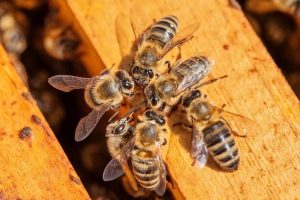 A honey of a solution for Taupo exporter